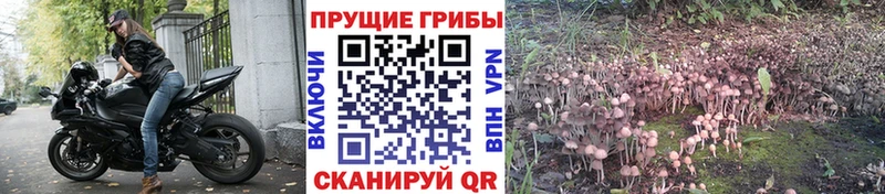 Псилоцибиновые грибы прущие грибы  Тамбов 